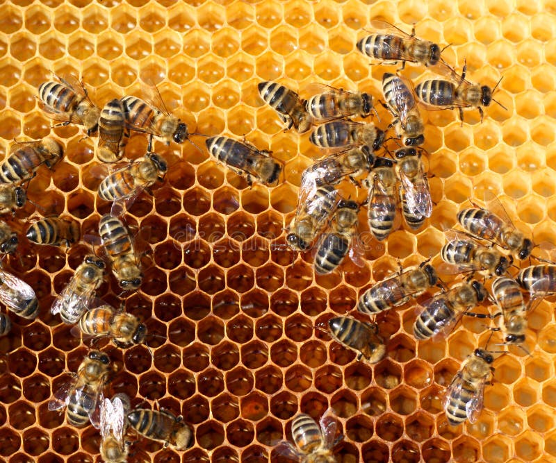 how much does raw honey cost how much does raw honey cost