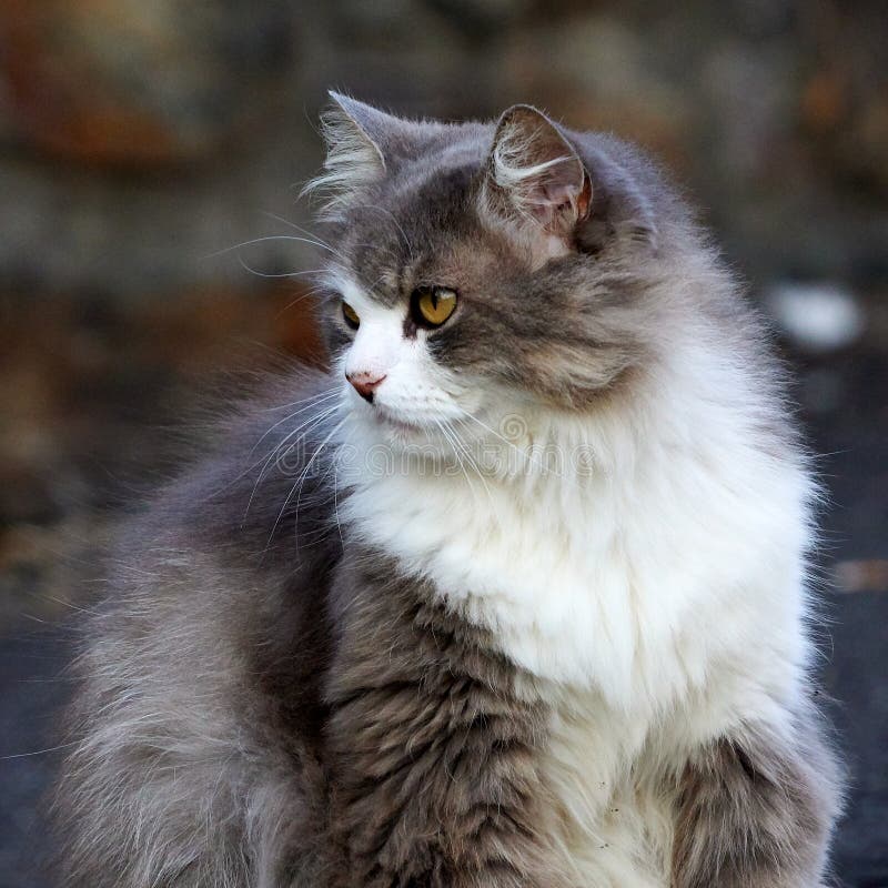 Honey Eyed Gray and White Long Hair Cat Stock Image - Image of kitten,  furry: 155785441