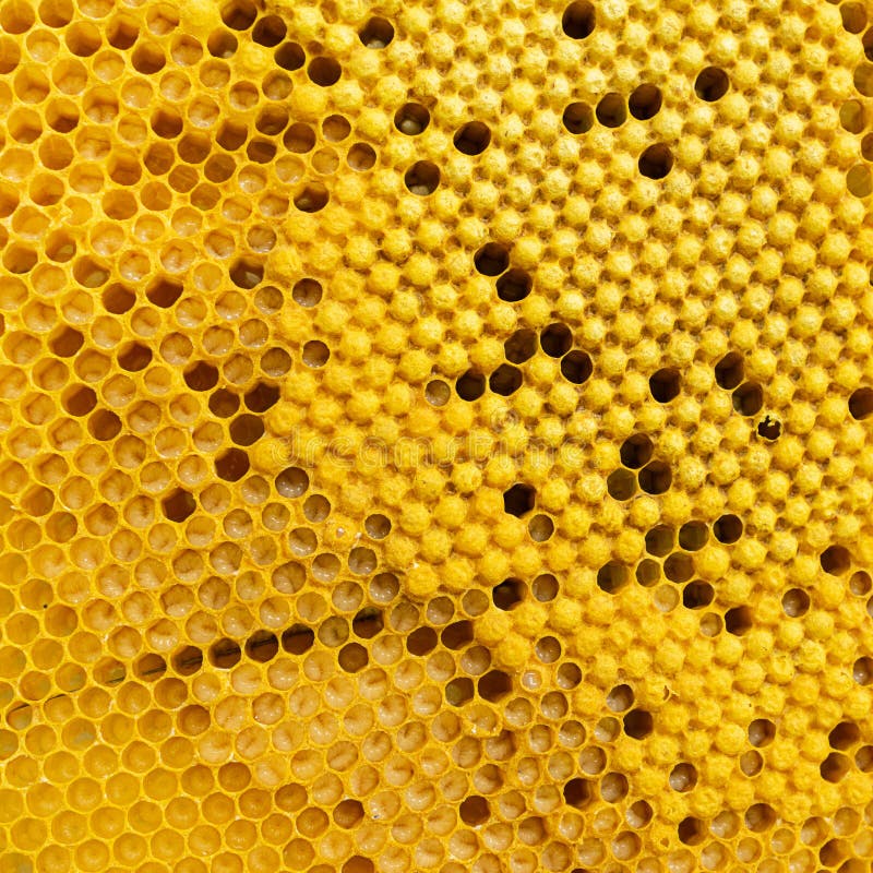 Honey frame with honey and bee larvae close-up. Beekeeping and apiary. Selective focus. royalty free stock image Honey frame with honey and bee larvae close-up. Beekeeping and apiary. Selective focus. royalty free stock image