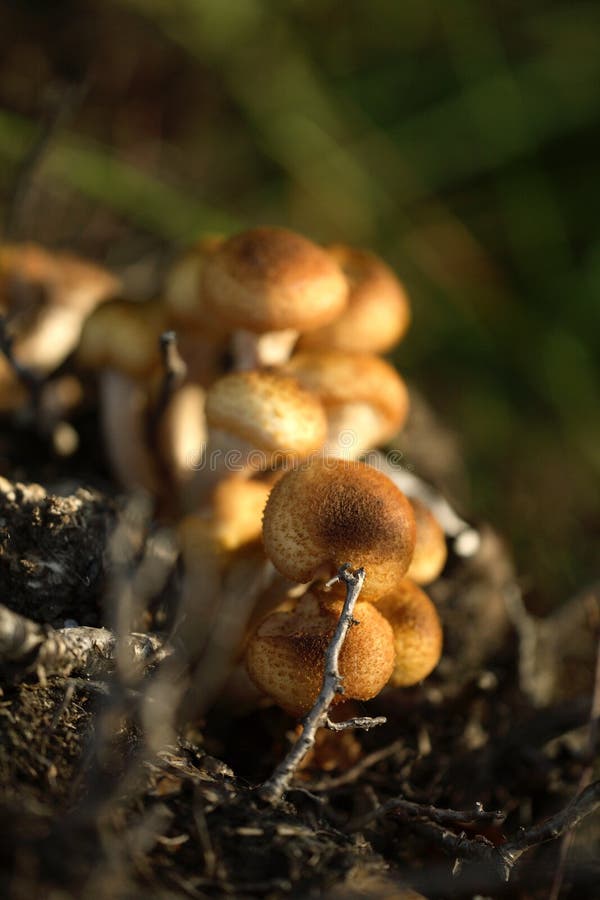 Honey fungus