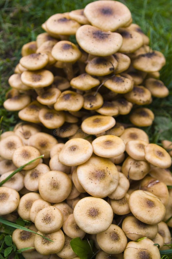 Honey fungus