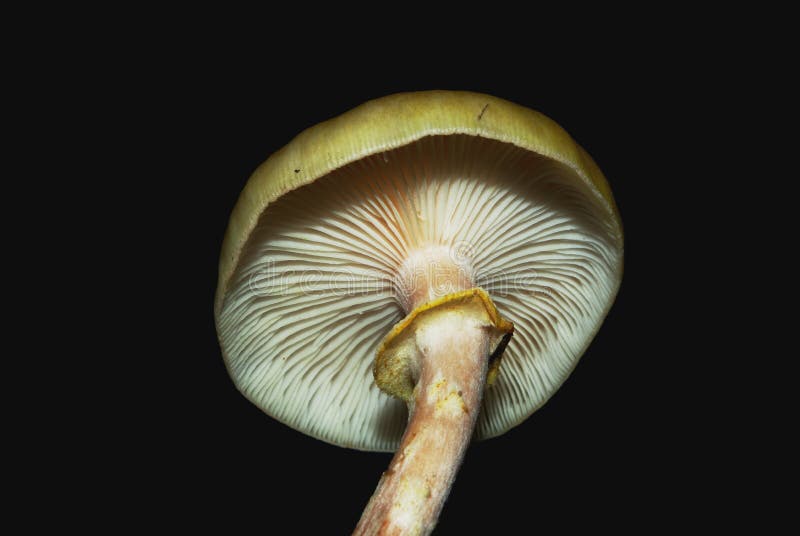 Honey fungus Armillaria mellea