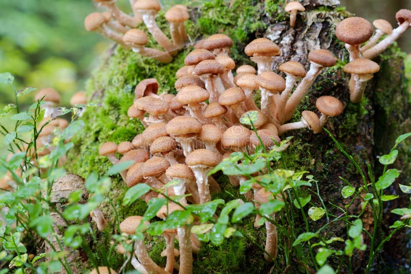 Honey fungus Mushrooms