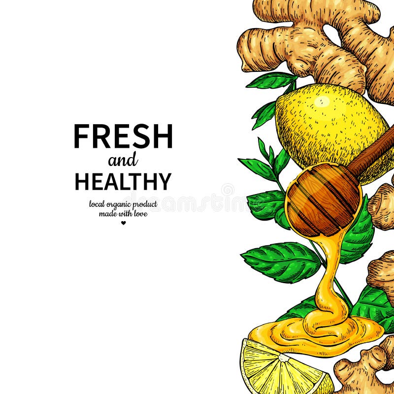 Honey, ginger, lemon and mint vector border drawing.