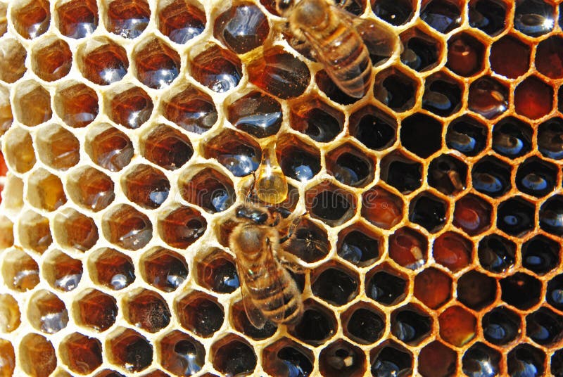 Honey in honeycombs.