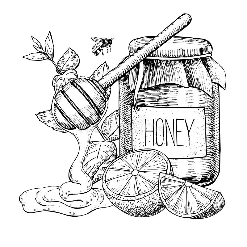 Honey with lemon and mint vector drawing. Jar, wooden spoon, hon