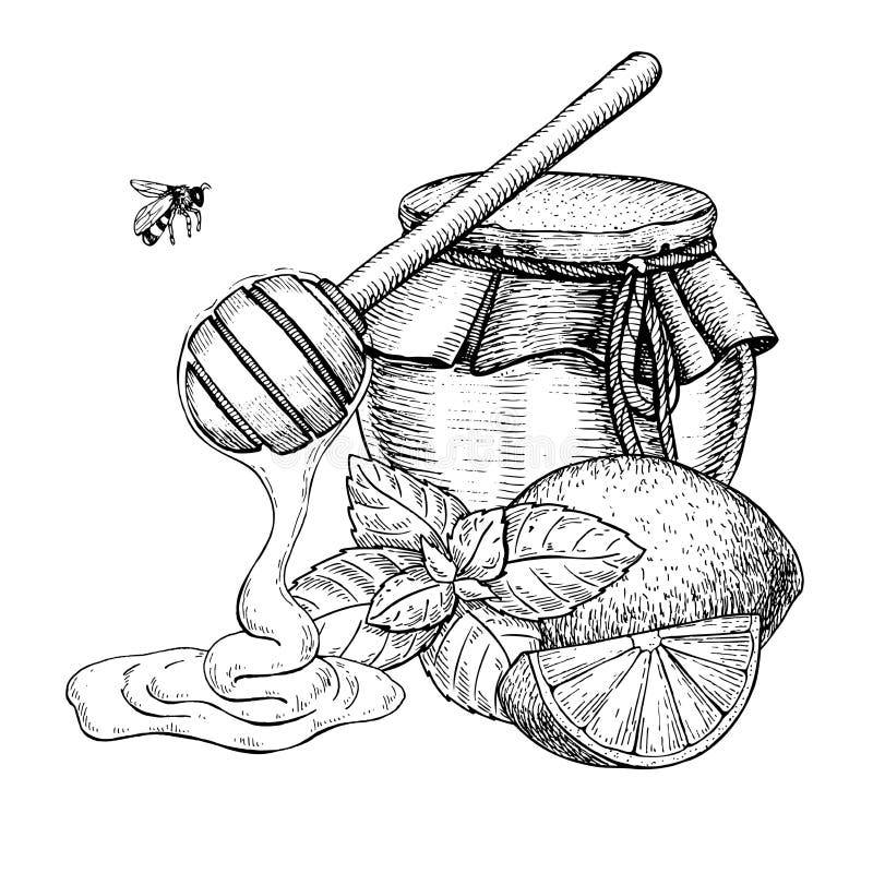 Honey with lemon and mint vector drawing. Jar, wooden spoon, hon