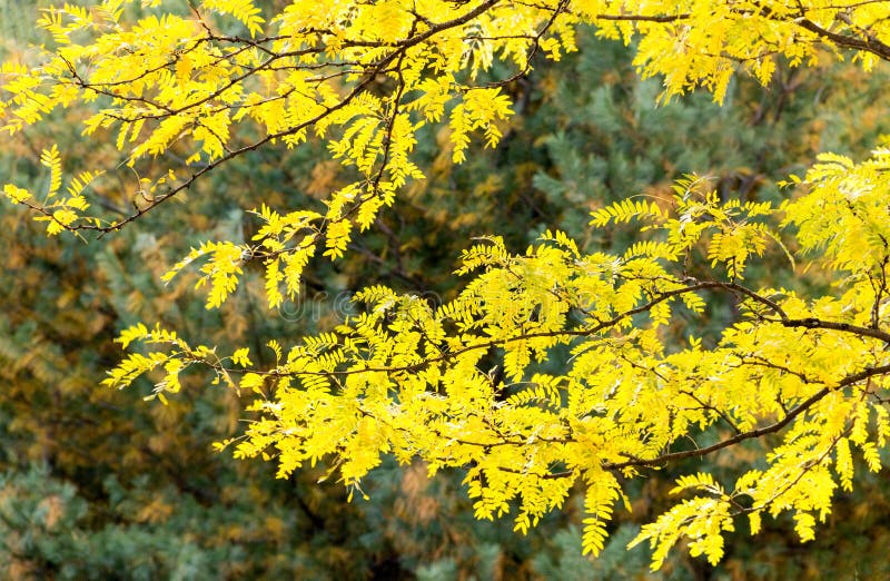 yellow leaves on Honey locust tree branches, Gleditsia triacanthos, in fall color, upstate rural New York. yellow leaves on Honey locust tree branches, Gleditsia triacanthos, in fall color, upstate rural New York