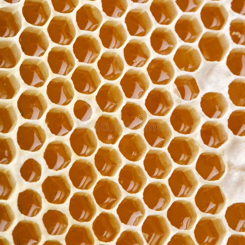 Honey making in stock image. Image of golden 41742755