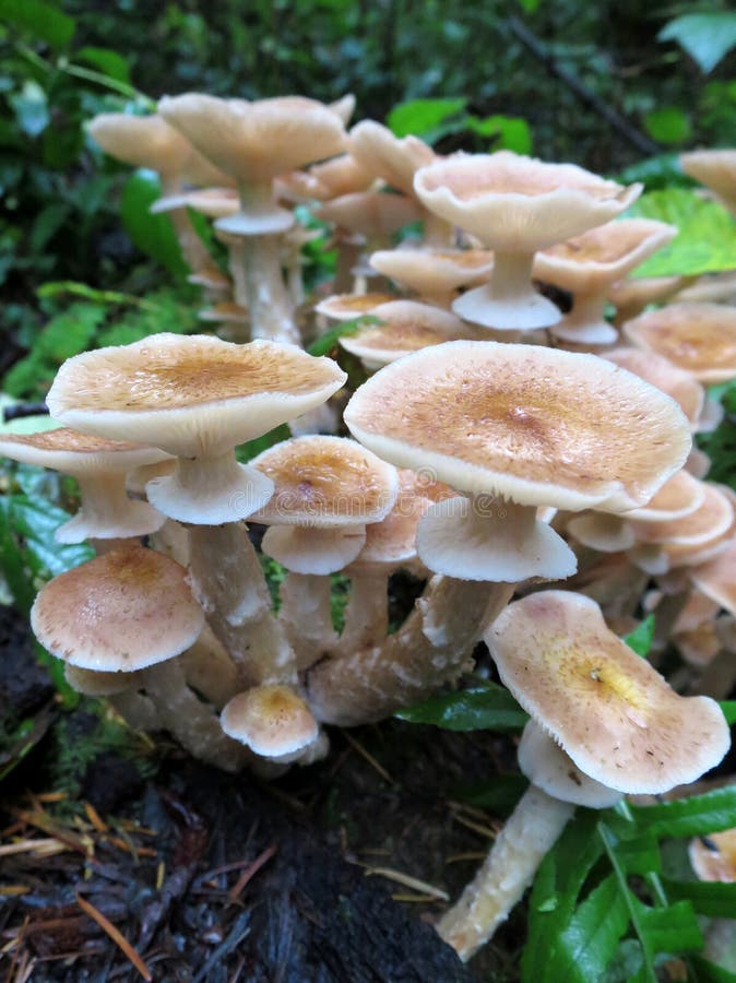 Honey Mushrooms - Armillaria ostoyea