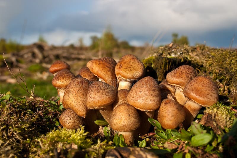 Honey mushrooms, fungi in a forest