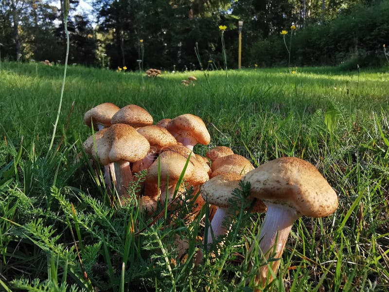 Honey Mushrooms, a wild and fresh cluster in the forest