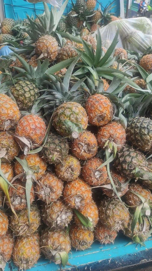 Honey Pineapple Comes from Subang Stock Photo Image of citrus, fruit