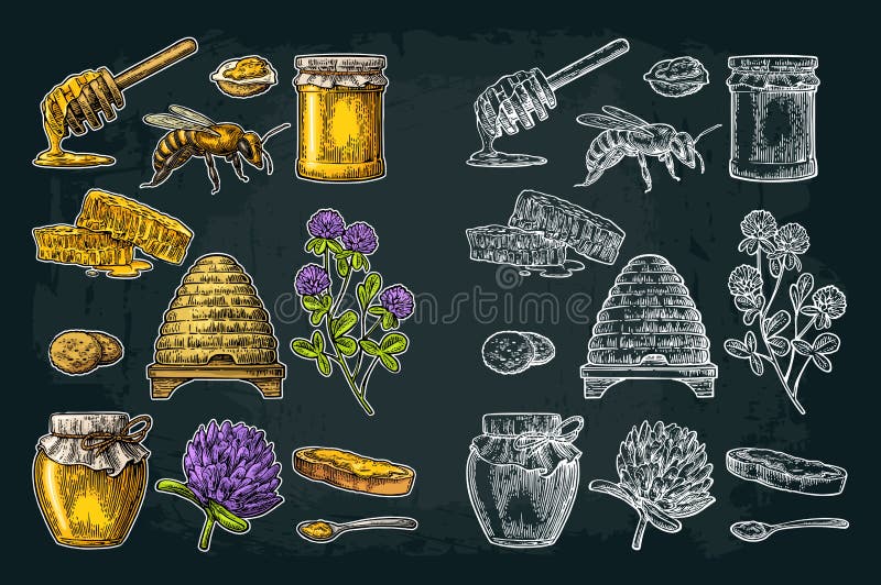 Honey set. Jars of honey, bee, hive, clover, honeycomb. Vector vintage engraved illustration stock illustration