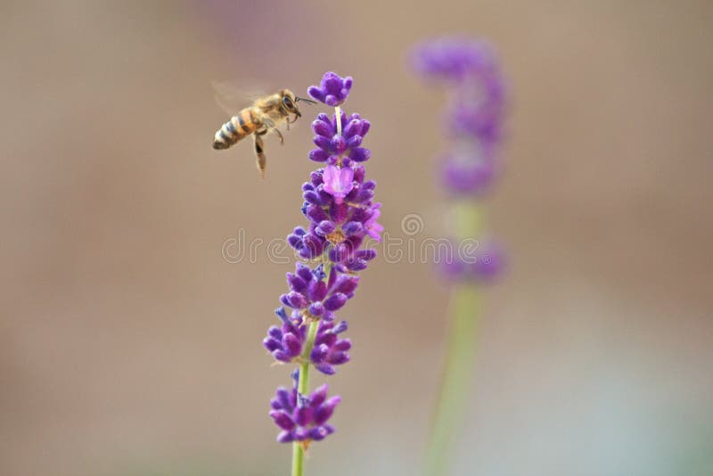 Honeybee approaching stock image. Image of insect, exoskeleton 28594093