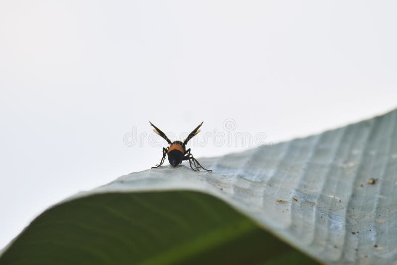 Honeybee on banana tree green white sky flying yellow colour six legs stock images Honeybee on banana tree green white sky flying yellow colour six legs stock images