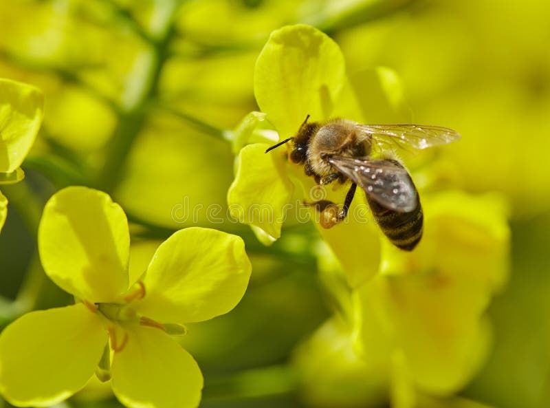 Honeybee on a Canola Flower Stock Photo Image of animal, macro 91955278