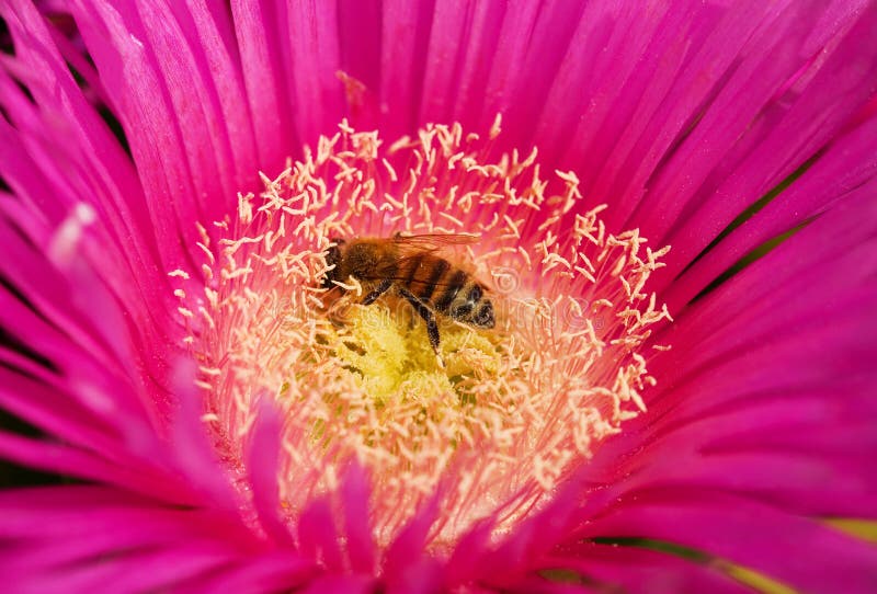 Honeybee collecting pollen stock photos