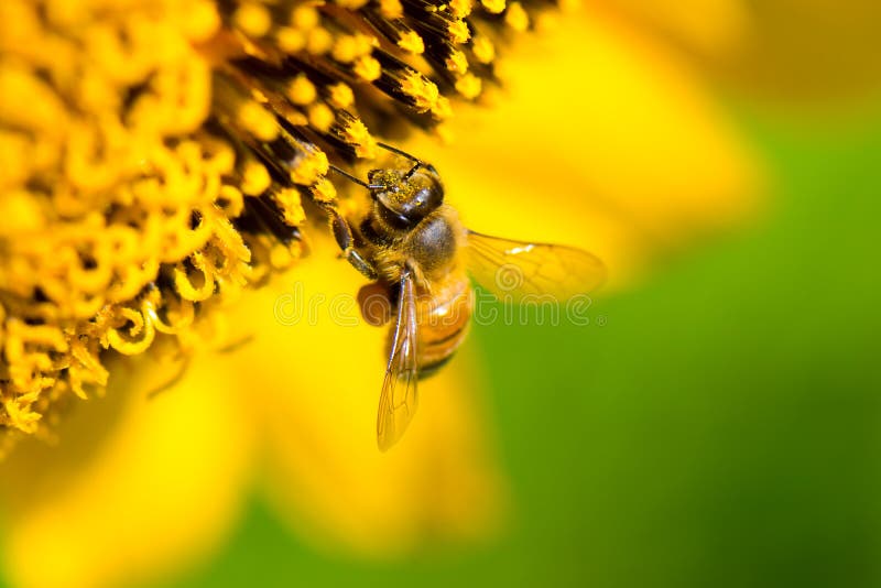 Honeybee royalty free stock images Honeybee royalty free stock images