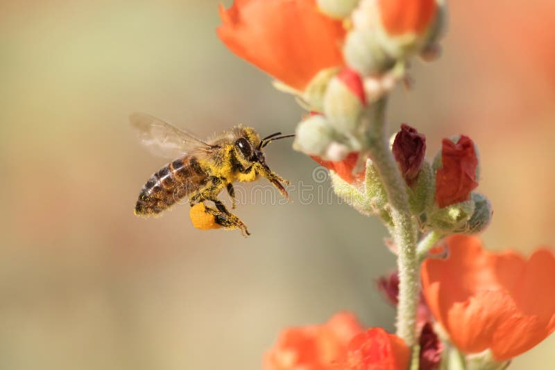 Honeybee Flying to Desert Mallow