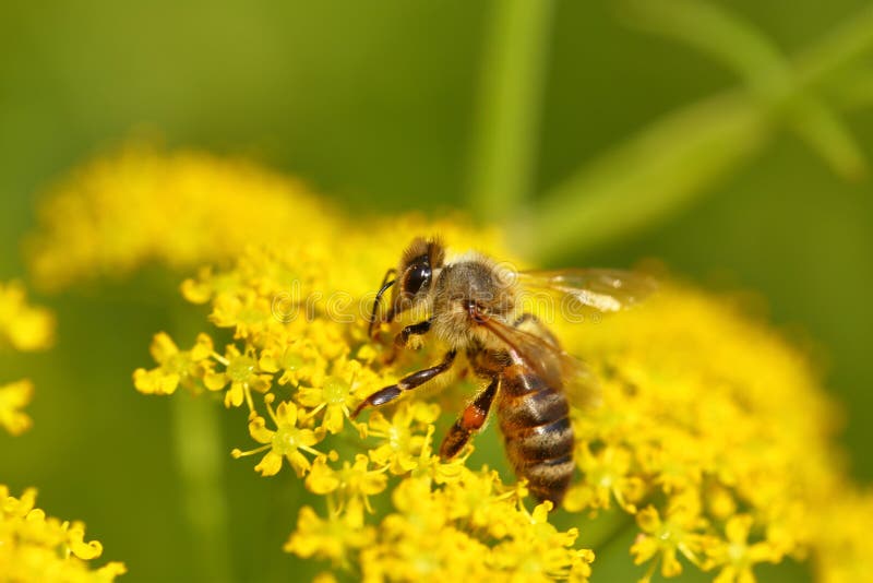 Honeybee harvesting pollen stock photo. Image of season 54483478