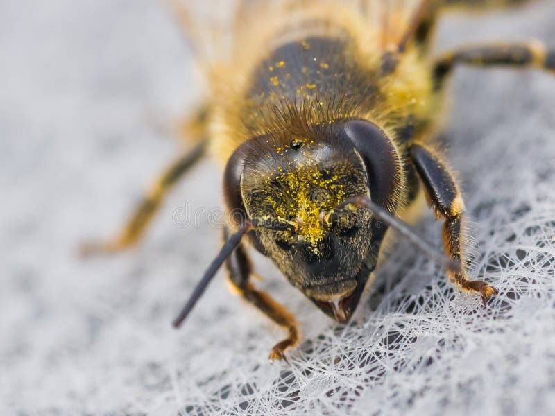 Extreme macro closeup on Honey bee eyes stock image