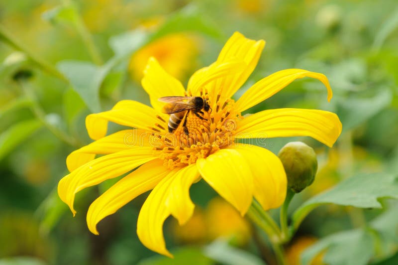 Honeybee on a yellow Mexican sunflower