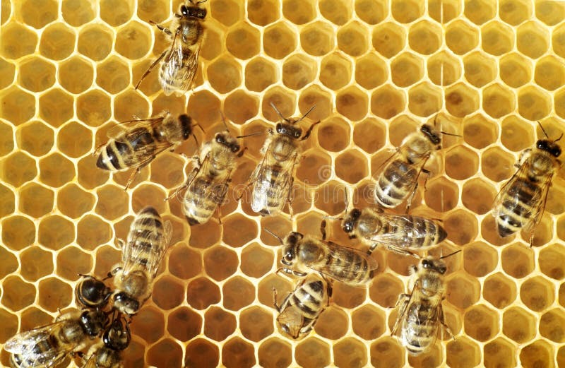 Honeybees on a comb royalty free stock photography