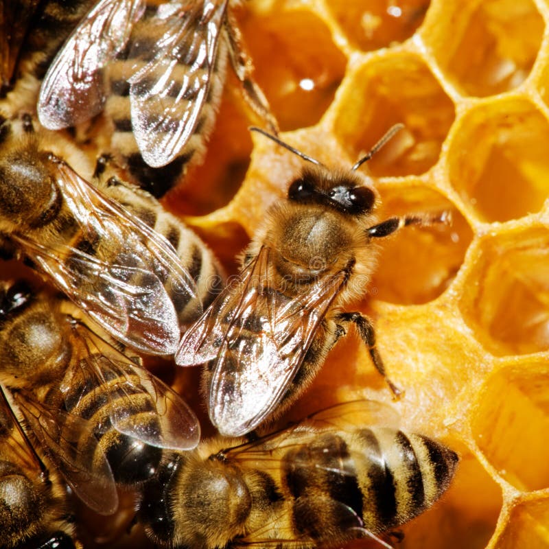 Honey vk. Рабочая пчела на honeycells. Пчелы храм. Пчела Тенториум картинки. Bee worker photo.