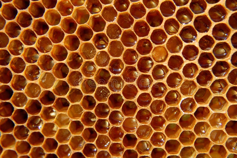 Honeycomb