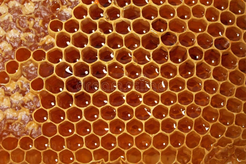 Honeycomb