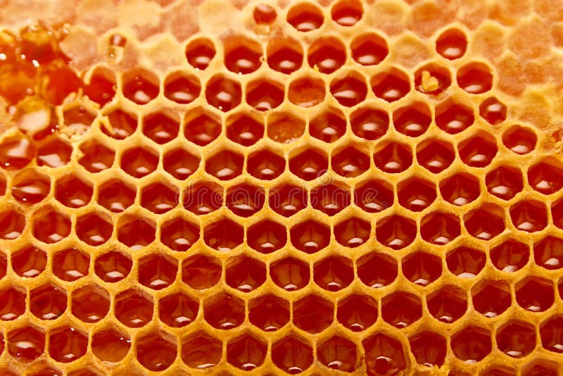 stock image. Image of hexagon, insect, beeswax 9471647