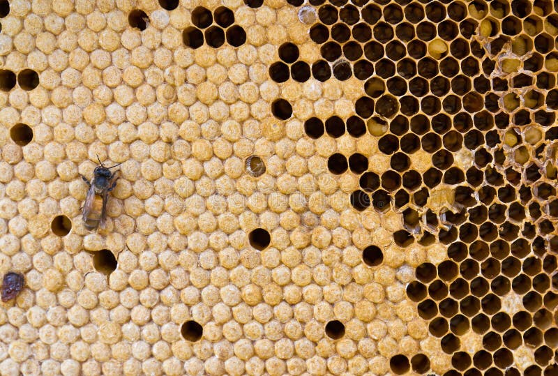 Honeycomb