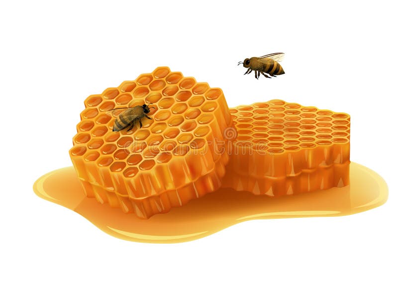 Honeycomb with bees on white background