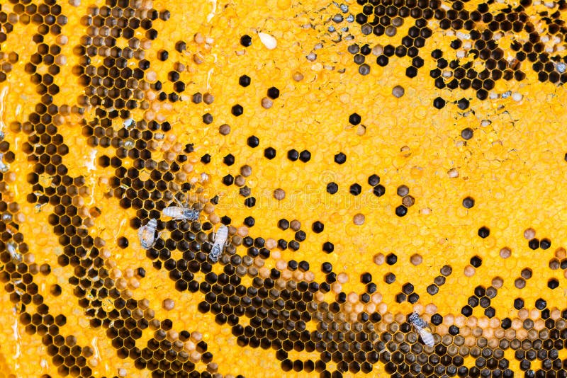 close up. stock photo. Image of eating, view 40907840