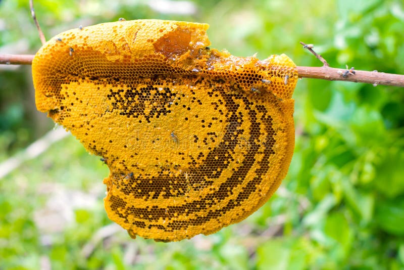 Bee Closeup, Fresh Stringy Dripping Sweet Honey, Isolated
