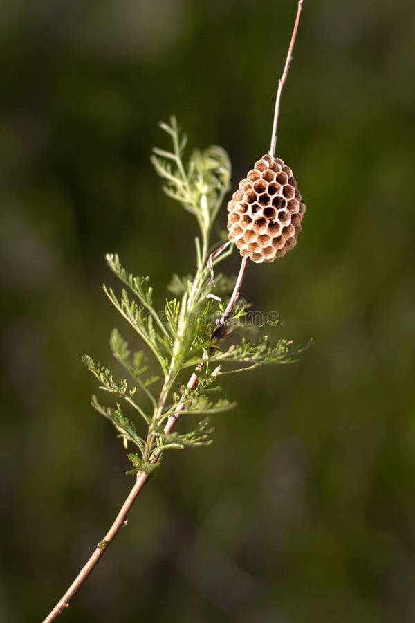 on the Green Grass Stock Photo Image of bees, comb 168651780