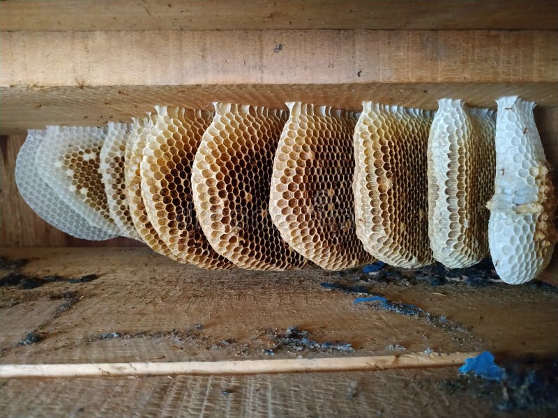The honeycomb has dried up and failed to harvest
