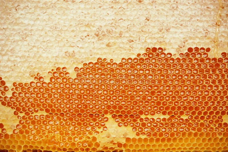 Honeycomb royalty free stock photography Honeycomb royalty free stock photography