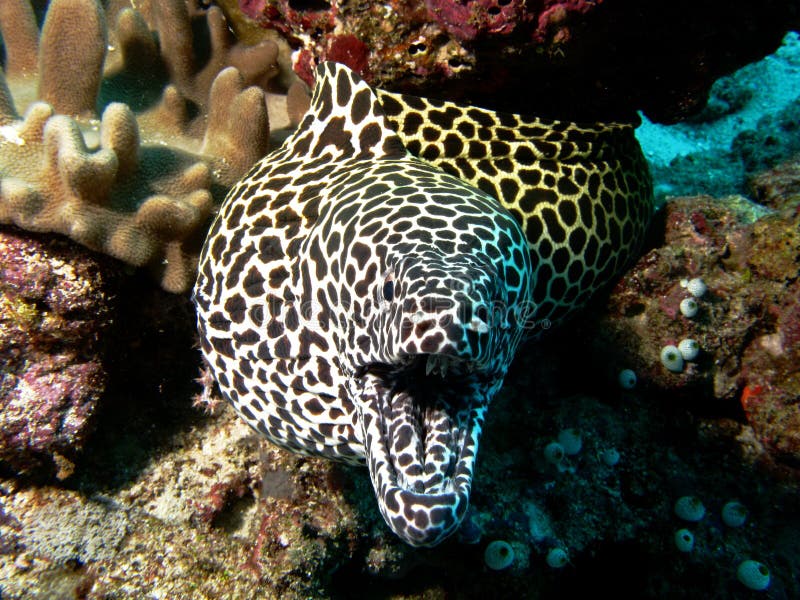 Moray Eel stock photo. Image of diving, nature 4288164