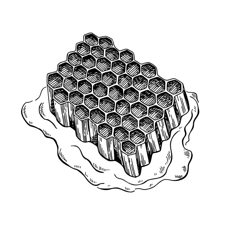 Honeycomb vector drawing. Hand drawn honey illustration. royalty free illustration