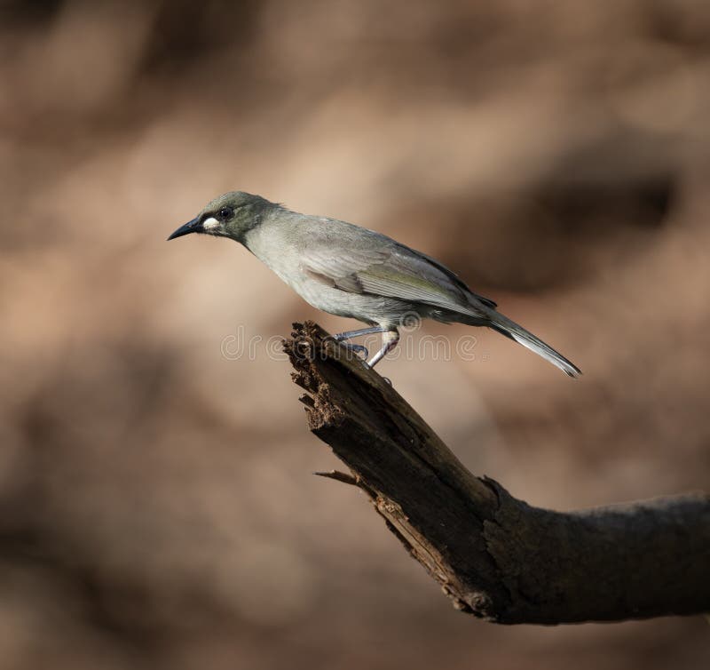 White-gaped Honeyeater Stomiopera unicolor in Rapid Creek, Darwin, Australia. White-gaped Honeyeater Stomiopera unicolor in Rapid Creek, Darwin, Australia