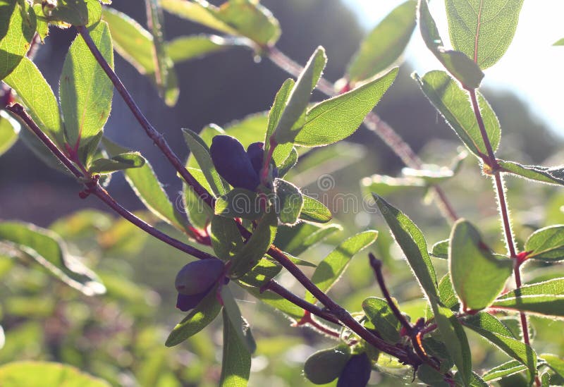 The Honeysuckle Berries on the Bush Stock Image Image of leaf
