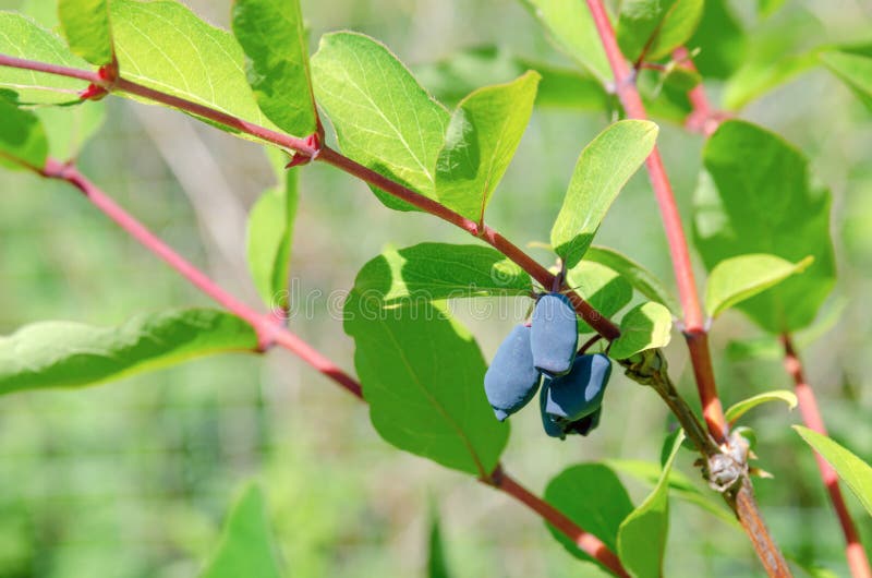 Honeysuckle Berries Bush Bunch Stock Image Image of biology, green