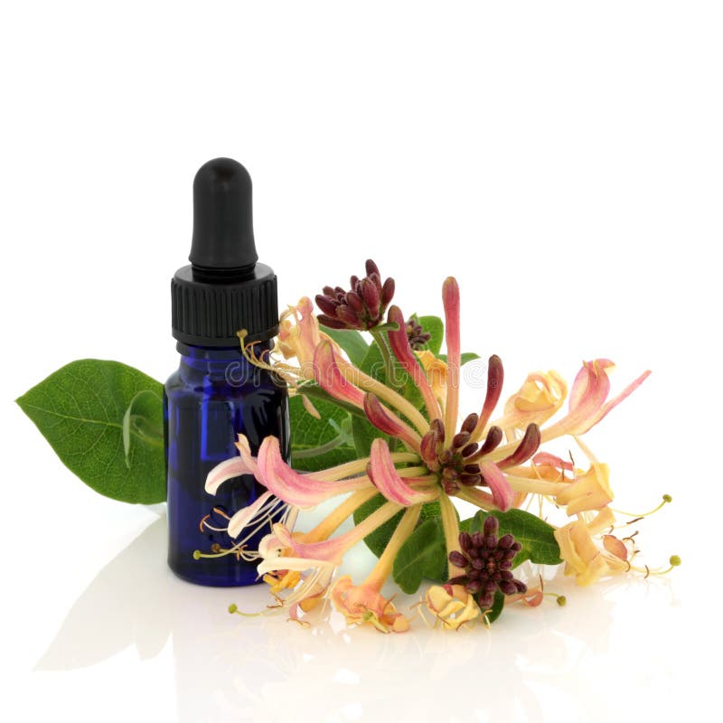 Honeysuckle Flower Essence stock photo. Image of massage 12351780