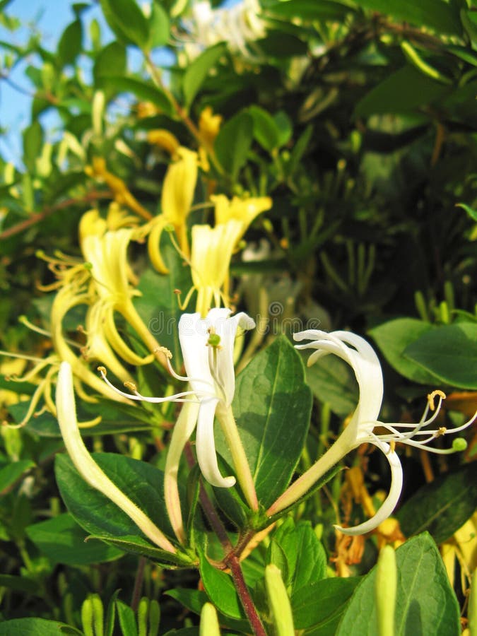 Goatleaf Honeysuckle Photos Free Royalty Free Stock Photos From Dreamstime Goatleaf Honeysuckle Photos Free Royalty Free Stock Photos From Dreamstime