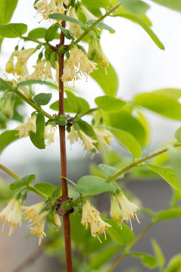 Flowering of Edible Honeysuckle Stock Photo Image of garden, dessert