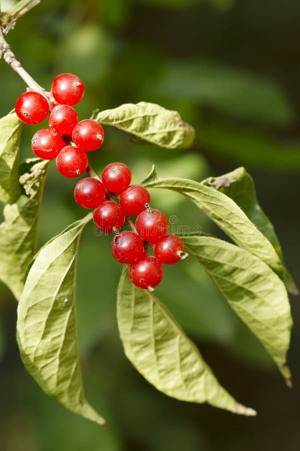 Honeysuckle fruits stock image. Image of fructification 16465395