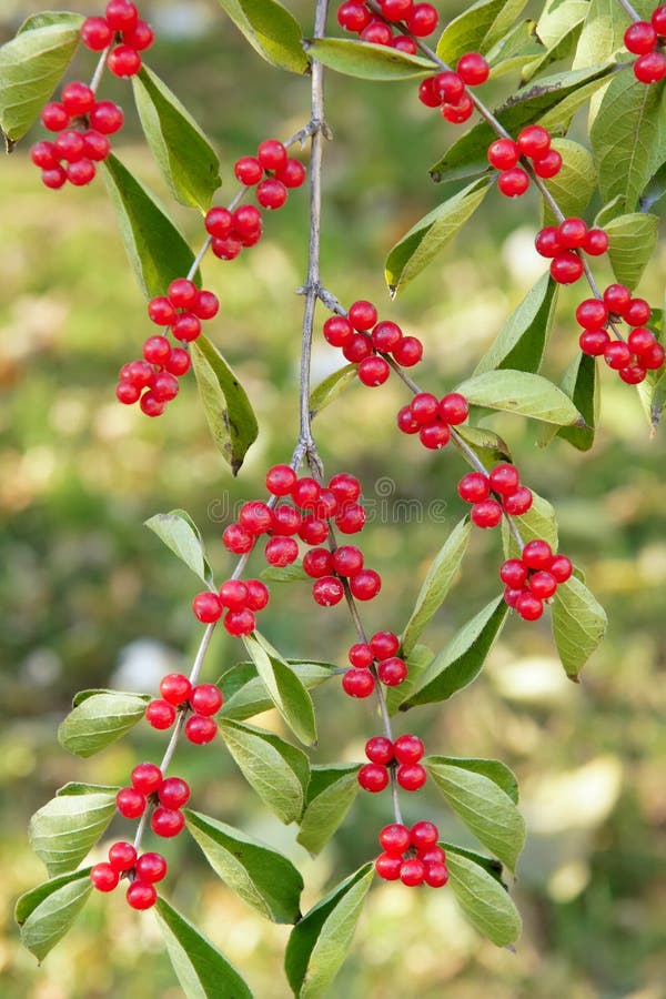 Red Honeysuckle Fruits on Tree in Autumn Stock Photo Image of bacca, ripe 163244950
