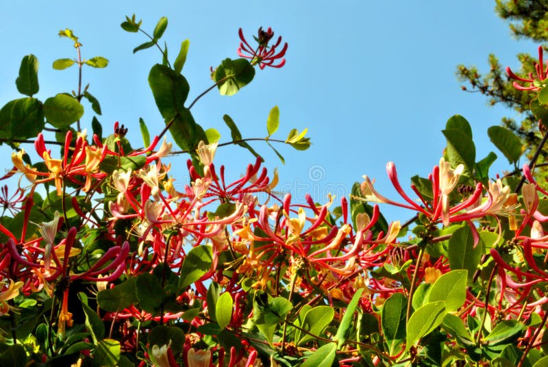 Honeysuckle stock images Honeysuckle stock images